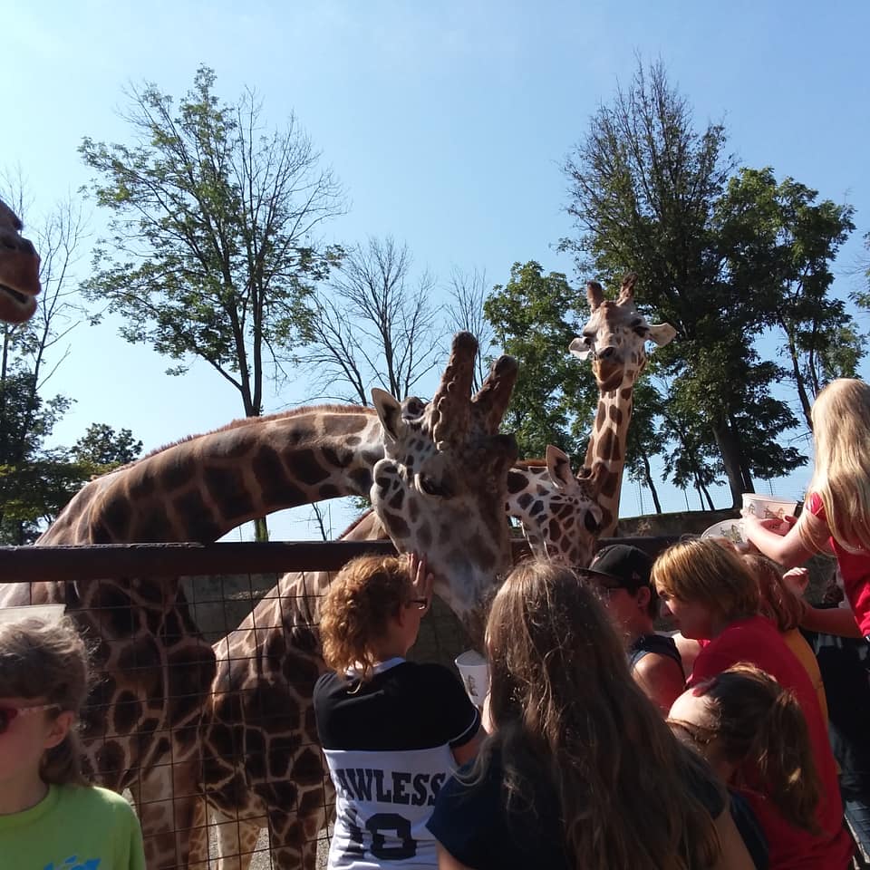 kids petting and feeding giraffes behind a fence